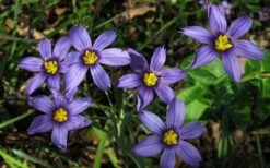 Moody Blues Blue-Eyed Grass (Sisyrinchium) - 1 Gallon Pot -Wilson Bros Gardens Shop sisyrinchium idahoense macounii moody blues blue eyed grass 4