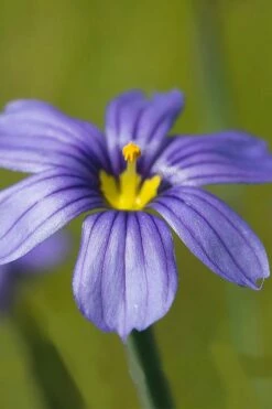 Moody Blues Blue-Eyed Grass (Sisyrinchium) - 1 Gallon Pot -Wilson Bros Gardens Shop sisyrinchium idahoense macounii moody blues blue eyed grass 5