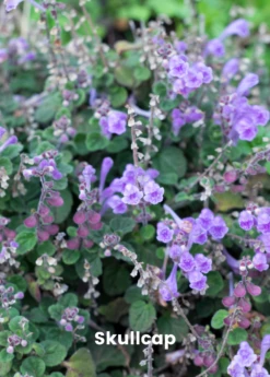 Adaptogen Herb Bundle: Gotu Kola, Skullcap, Ashwagandha, Tulsi 7 Adaptogen Herb Bundle: Gotu Kola, Skullcap, Ashwagandha, Tulsi -Wilson Bros Gardens Shop skullcap plant for sale for sale SowExotic.com