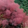 Royal Purple Smoke Tree (TREE FORM) - 5 Gallon Pot