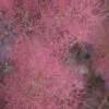 Grace Pink Flowering Smoke Tree - 1 Gallon Pot