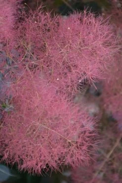 Grace Pink Flowering Smoke Tree - 5 Gallon Pot -Wilson Bros Gardens Shop smoketree grace 8 3