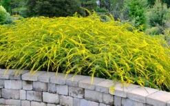 Fireworks Goldenrod (Solidago) - 1 Gallon Pot -Wilson Bros Gardens Shop solidago rugosum fireworks goldenrod 22
