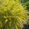 Fireworks Goldenrod (Solidago) - 6 Pack Of 1 Gallon Pots