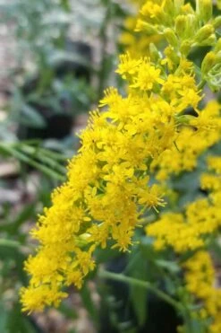 Solar Cascade Goldenrod (Solidago Shortii) - 1 Gallon Pot -Wilson Bros Gardens Shop solidago shortii solar cascade goldenrod 3