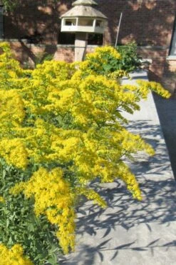Solar Cascade Goldenrod (Solidago Shortii) - 1 Gallon Pot -Wilson Bros Gardens Shop solidago shortii solar cascade goldenrod 6
