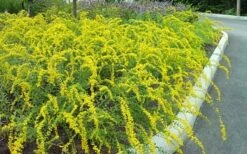 Solar Cascade Goldenrod (Solidago Shortii) - 1 Gallon Pot -Wilson Bros Gardens Shop solidago shortii solar cascade goldenrod 7