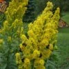 Showy Goldenrod (Solidago Speciosa) - 1 Gallon Pot
