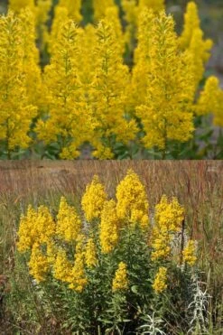 Showy Goldenrod (Solidago Speciosa) - 1 Gallon Pot -Wilson Bros Gardens Shop solidago speciosa showy goldenrod 5