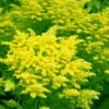 Sweety Goldenrod (Solidago Canadensis) - 1 Gallon Pot