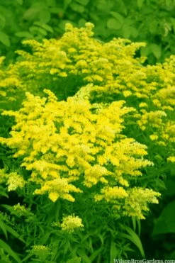 Sweety Goldenrod (Solidago Canadensis) - 1 Gallon Pot