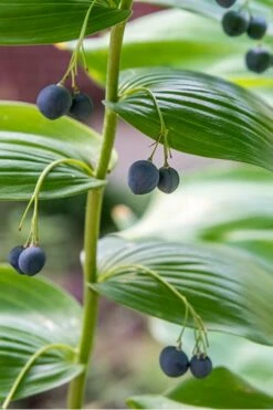 Variegated Solomons Seal (Polygonatum Falcatum 'Variegatum') - 1 Gallon Pot -Wilson Bros Gardens Shop solomons seal 2 500x750 1