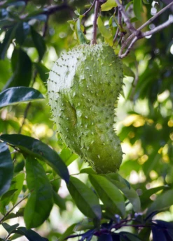 Soursop (Annona Muricata) 5 Soursop (Annona Muricata) -Wilson Bros Gardens Shop soursop fruit tree