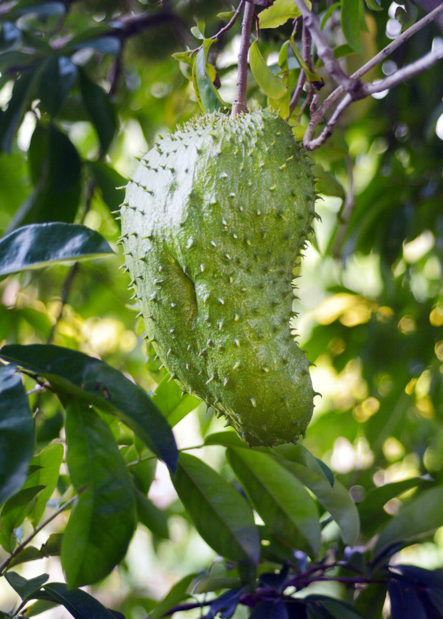 Soursop (Annona Muricata) 3 Soursop (Annona Muricata) - Image 3