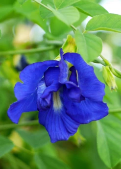Butterfly Pea (Clitoria Ternatea) -Wilson Bros Gardens Shop sow exotic live butterfly pea plant for sale