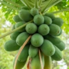 Papaya, 'Dwarf Red Lady' (Carica Papaya)