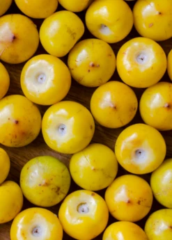 Nance (Byrsonima Crassifolia) -Wilson Bros Gardens Shop sowexoticplantnurserygardennancenanche byrsonima crassifolia