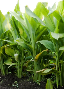 Turmeric, Orange (Curcuma Longa) -Wilson Bros Gardens Shop sowexoticplantnurseryturmeric