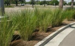 Marsh Sand Cordgrass (Spartina Bakeri) - 1 Gallon Pot -Wilson Bros Gardens Shop spartina bakerii sand cord grass 3 2