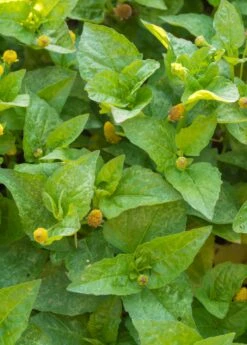 Electric Daisy Toothache Plant (Spilanthes Acmella) -Wilson Bros Gardens Shop spilanthes