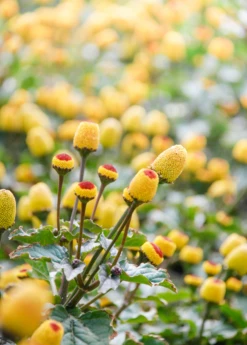Electric Daisy Toothache Plant (Spilanthes Acmella) -Wilson Bros Gardens Shop spilanthestoothacheplantsowexoticnursery 2