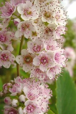 White Meadowsweet (Spirea Alba) - 1 Gallon Pot -Wilson Bros Gardens Shop spirea alba white meadowsweet 7