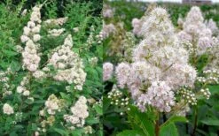 White Meadowsweet (Spirea Alba) - 3 Gallon Pot -Wilson Bros Gardens Shop spirea alba white meadowsweet 9 1