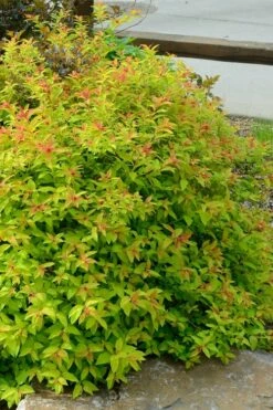 Gold Flame Spirea - 3 Gallon Pot -Wilson Bros Gardens Shop spirea bumalda gold flame 3