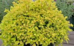 Gold Mound Spirea - 3 Gallon Pot -Wilson Bros Gardens Shop spirea japonica gold mound 11