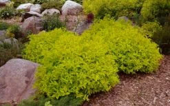Gold Mound Spirea - 3 Gallon Pot -Wilson Bros Gardens Shop spirea japonica gold mound 14