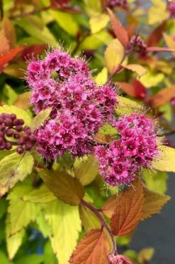 Rainbow Fizz Spirea - 3 Gallon Pot -Wilson Bros Gardens Shop spirea rainbow fizz 1 1