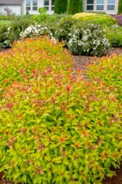Rainbow Fizz Spirea - 3 Gallon Pot -Wilson Bros Gardens Shop spirea rainbow fizz 2 1