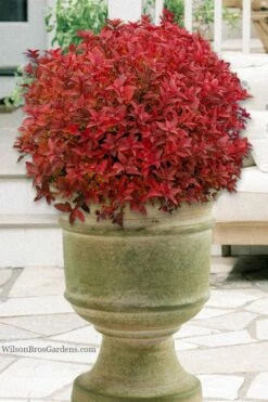 Rainbow Fizz Spirea - 3 Gallon Pot