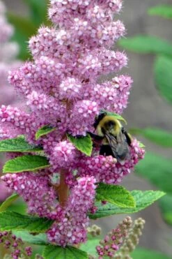 Steeplebush (Spirea Tomentosa) - 3 Gallon Pot -Wilson Bros Gardens Shop spirea tomentosa steeplebush 1