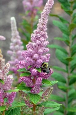Steeplebush (Spirea Tomentosa) - 3 Gallon Pot -Wilson Bros Gardens Shop spirea tomentosa steeplebush 2