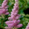 Steeplebush (Spirea Tomentosa) - 1 Gallon Pot