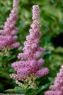 Steeplebush (Spirea Tomentosa) - 3 Gallon Pot