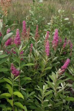 Steeplebush (Spirea Tomentosa) - 3 Gallon Pot -Wilson Bros Gardens Shop spirea tomentosa steeplebush 4