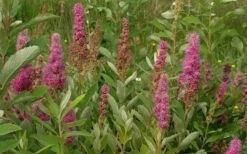 Steeplebush (Spirea Tomentosa) - 3 Gallon Pot -Wilson Bros Gardens Shop spirea tomentosa steeplebush 7