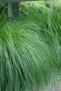 Prairie Dropseed Grass (Sporobolis Heterolepis) - 8 Pack Of 1 Gallon Pots -Wilson Bros Gardens Shop sporobolis heterolepis prairie dropseed grass 1 1
