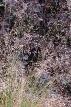 Prairie Dropseed Grass (Sporobolis Heterolepis) - 8 Pack Of 1 Gallon Pots -Wilson Bros Gardens Shop sporobolis heterolepis prairie dropseed grass 10 1