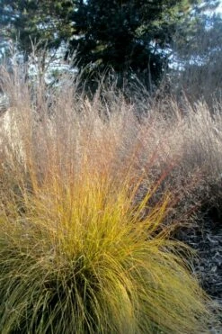 Prairie Dropseed Grass (Sporobolis Heterolepis) - 8 Pack Of 1 Gallon Pots -Wilson Bros Gardens Shop sporobolis heterolepis prairie dropseed grass 18 1