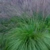 Prairie Dropseed Grass (Sporobolis Heterolepis) - 6 Pack Of 1 Gallon Pots