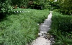 Prairie Dropseed Grass (Sporobolis Heterolepis) - 8 Pack Of 1 Gallon Pots -Wilson Bros Gardens Shop sporobolis heterolepis prairie dropseed grass 2 1