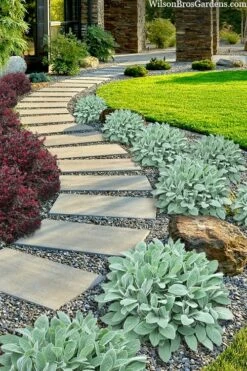 Helen Von Stein Lambs Ears (Big Ears) - 1 Gallon Pot -Wilson Bros Gardens Shop stachys byzantina helen von stein lambs ear 111