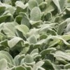 Silver Carpet Lambs Ears (Stachys) - 6 Pack Of Pint Pots