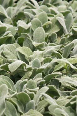 Silver Carpet Lambs Ears (Stachys) - 6 Pack Of Pint Pots