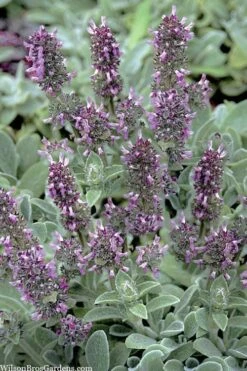 Silky Fleece Dwarf Lambs Ear (Stachys Byzantina) - 10 Pack Of Quarts Pots -Wilson Bros Gardens Shop stachys byzantine silky fleece lambs ear 101