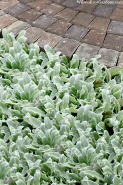 Silky Fleece Dwarf Lambs Ear (Stachys Byzantina) - 10 Pack Of Quarts Pots -Wilson Bros Gardens Shop stachys byzantine silky fleece lambs ear 104