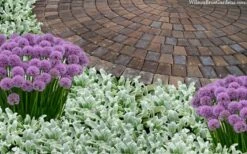 Silky Fleece Dwarf Lambs Ear (Stachys Byzantina) - 10 Pack Of Quarts Pots -Wilson Bros Gardens Shop stachys byzantine silky fleece lambs ear 105